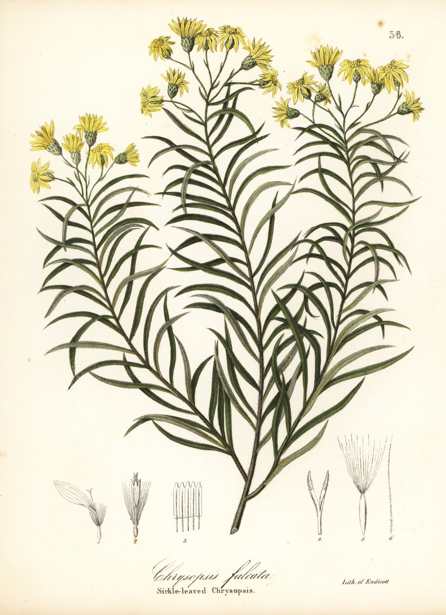 Sickleaf silkgrass eller sickle-leaved gold aster, Pityopsis falcata (Sickle-leaved chrysopsis, Chrysopsis falcata) av Endicott Endicott