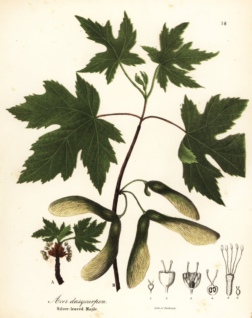 Silverlönn, Acer saccharinum (silverbladig lönn, Acer dasycarpum) av Endicott Endicott