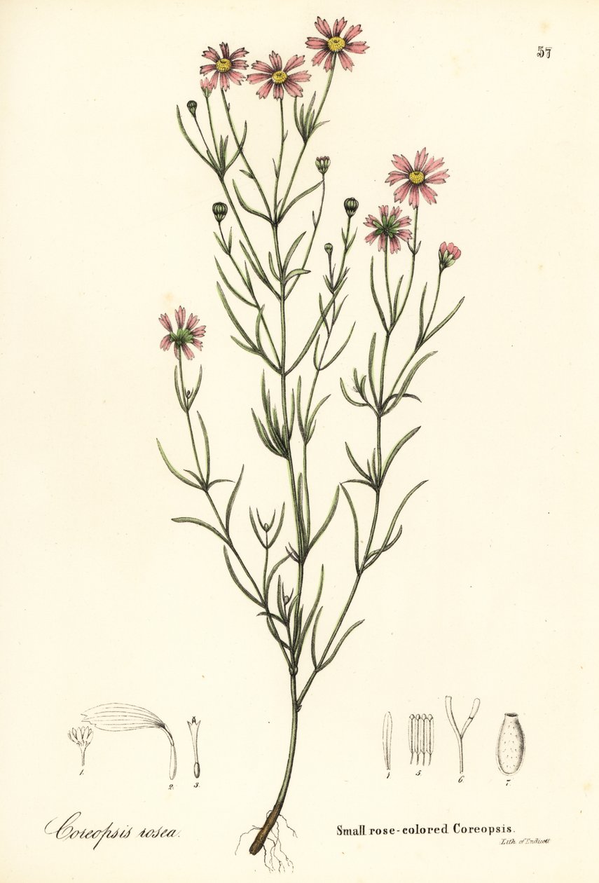Liten rosafärgad coreopsis, Coreopsis rosea av Endicott Endicott