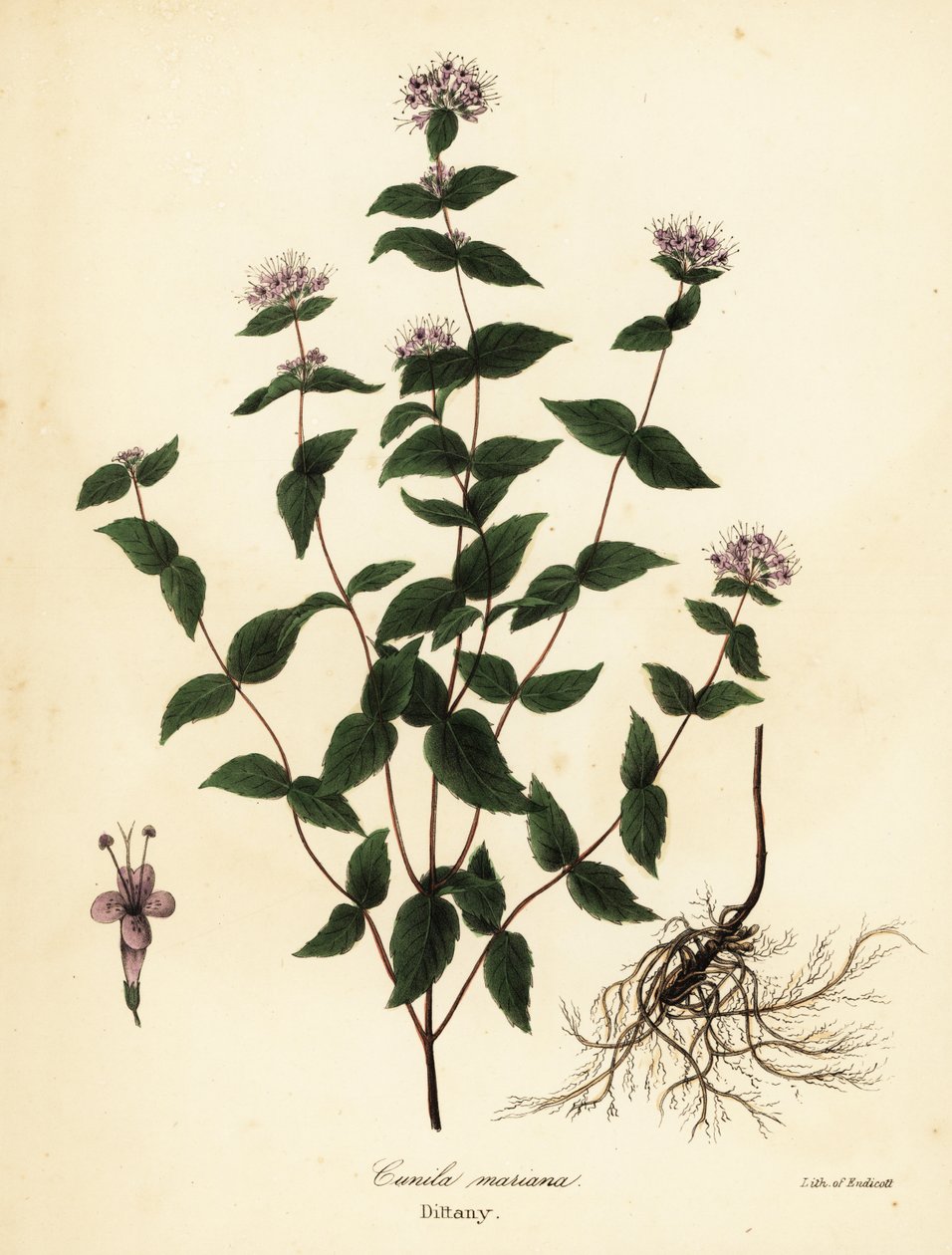 Stenmynta, frostmynta, dittany och amerikansk dittany, Cunila origanoides (Cunila mariana) av Endicott Endicott