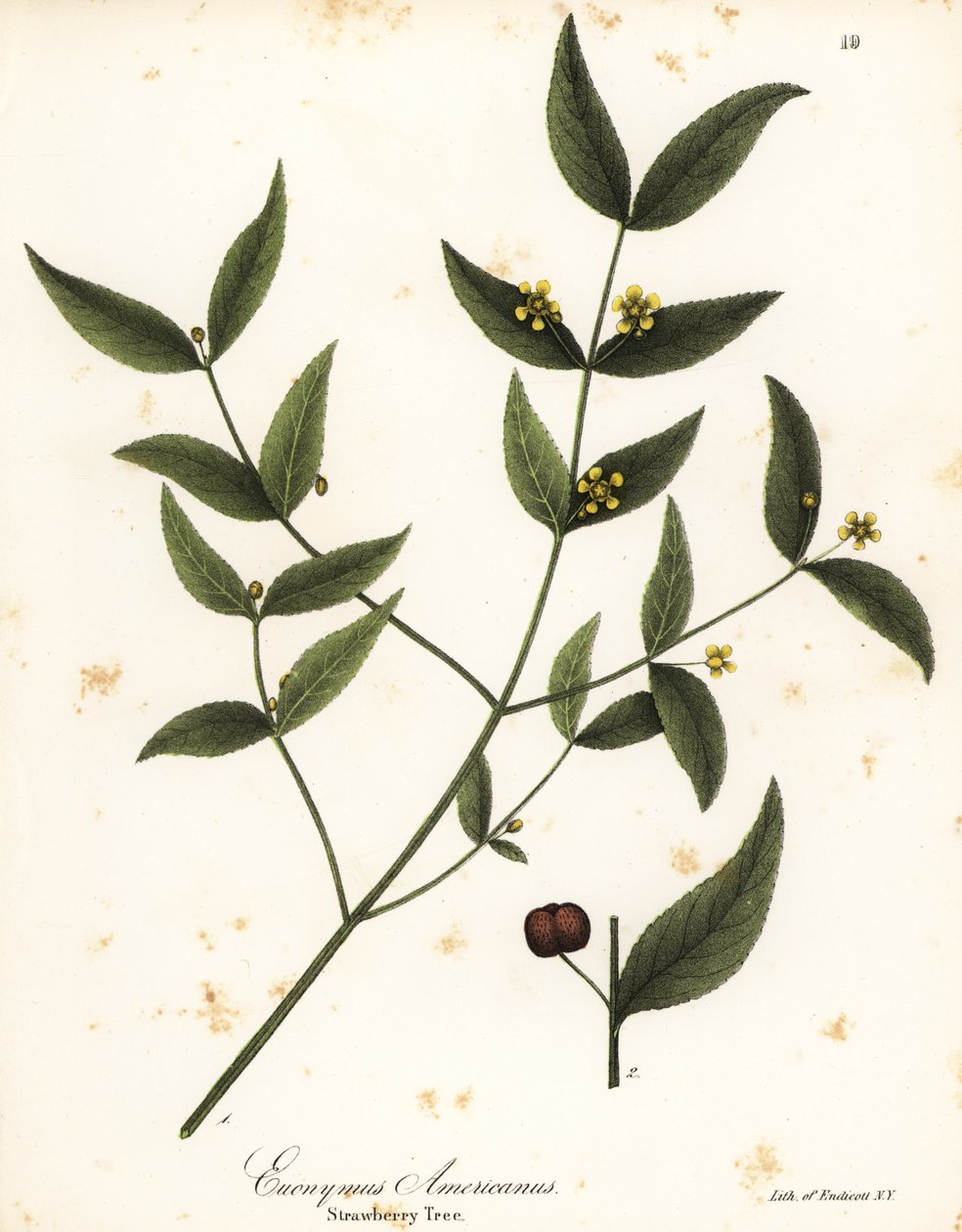 Jordgubbsträd, Euonymus americanus av Endicott Endicott