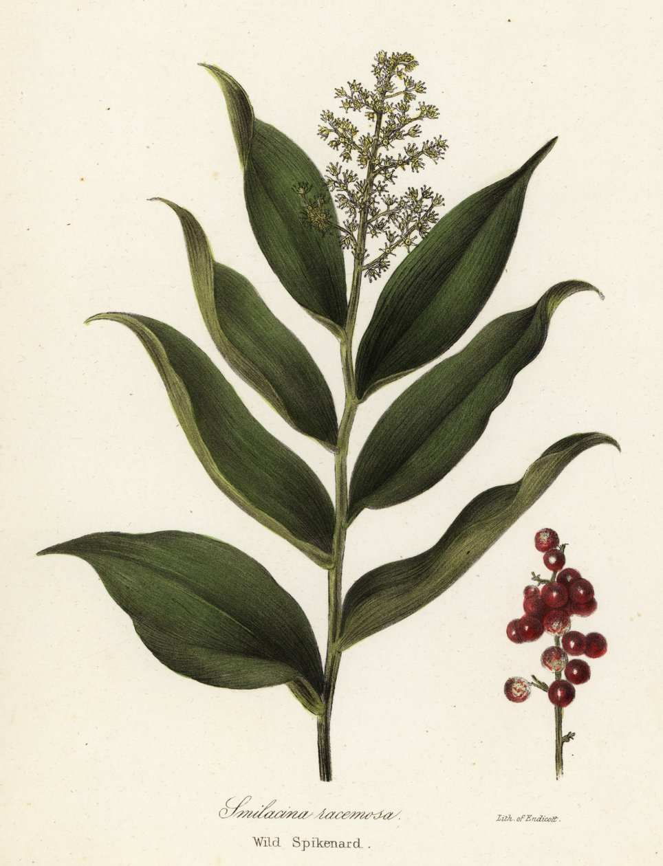 Sirapbär, Maianthemum racemosum (Vild nard, Smilacina racemosa) av Endicott Endicott