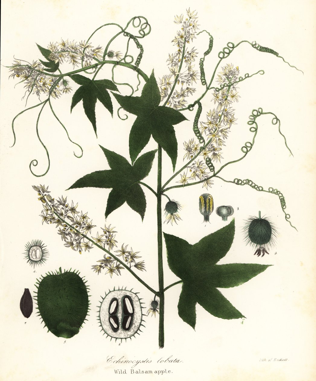 Vildgurka, tagggurka, burgurka eller vildbalsamäpple, Echinocystis lobata av Endicott Endicott