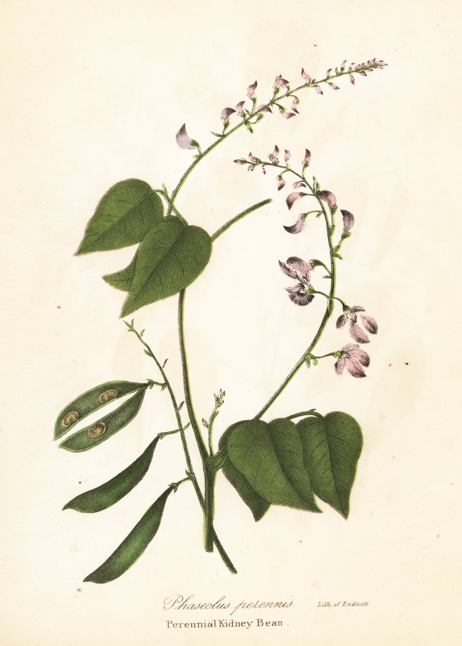 Vild kidneyböna, Phaseolus polystachios (flerårig kidneyböna, Phaseolus perennis) av Endicott Endicott