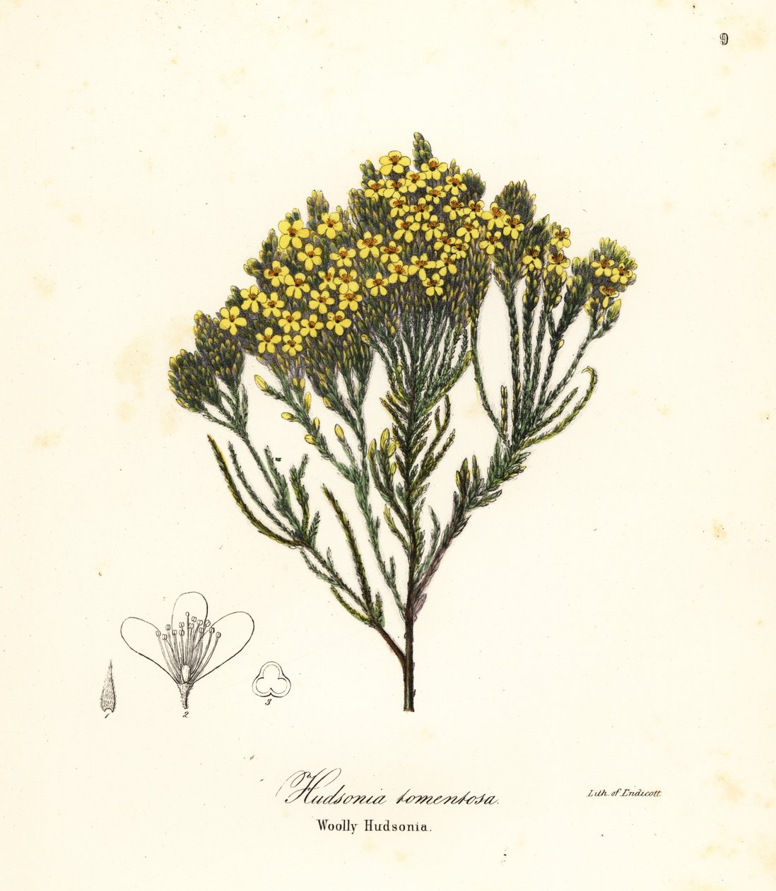 Ullstrandljung, strandljung, sandljung eller ullig hudsonia, Hudsonia tomentosa av Endicott Endicott