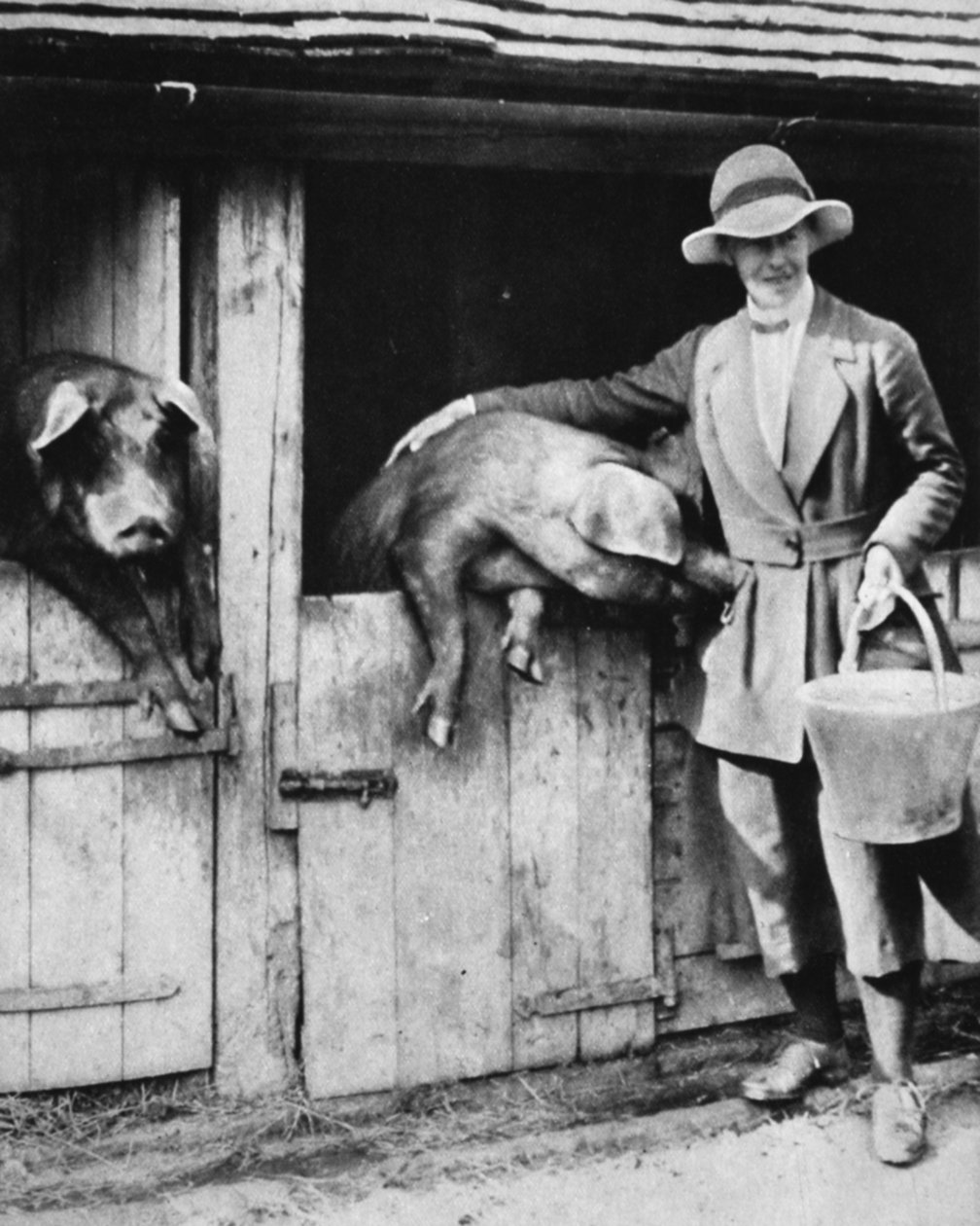 En domardotter som lojalt arbetar på en Sussex-fart: Miss Trayner matar grisar, från The Illustrated War News, 26 juli 1916 av English Photographer