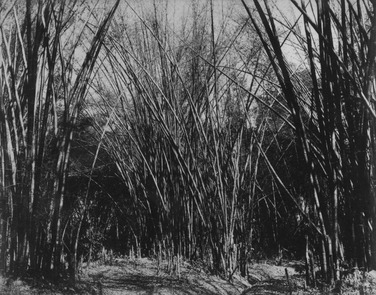 Bamboo Clump, Trinidad, ca 1891 av English Photographer