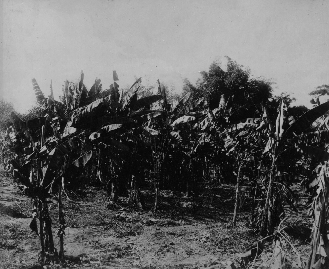 Bananodling, Trinidad, ca 1891 av English Photographer