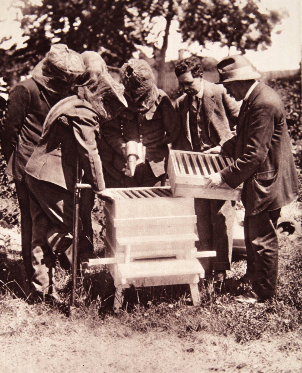 Biodlingsinstruktion enligt Lord Eglintons schema: en maskerad klass vid bikuporna, från The Illustrated War News, 5 juli 1916 (sepiafoto) av English Photographer