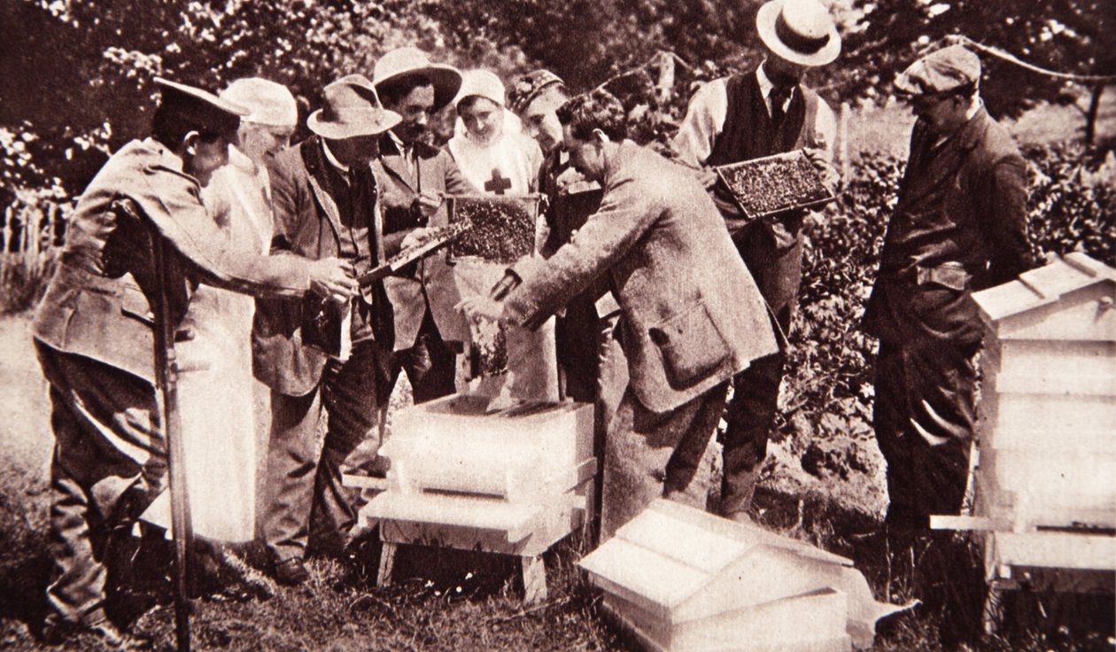 Biodlingsinstruktion enligt Lord Eglintons schema: kamundersökning, från The Illustrated War News, 5 juli 1916 (sepiafoto) av English Photographer