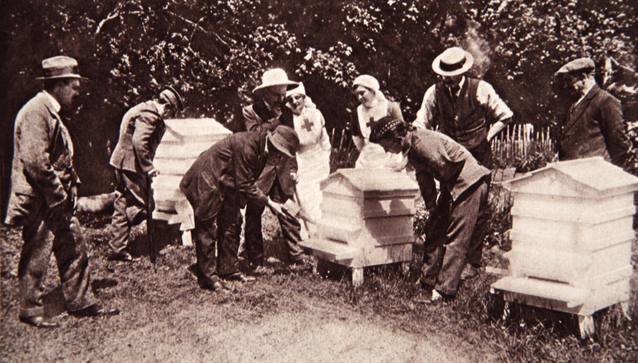 Biodlingsinstruktion enligt Lord Eglintons schema: gasning, från The Illustrated War News, 5 juli 1916 (sepiafoto) av English Photographer