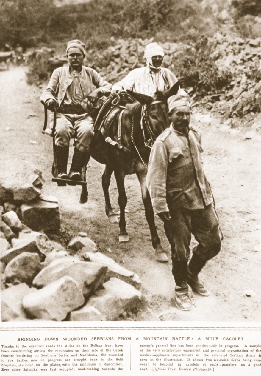 Att få ner sårade serber från en bergsstrid: en mule-kakolett, illustration från The Illustrated War News, september 1916 (sepiafoto) av English Photographer