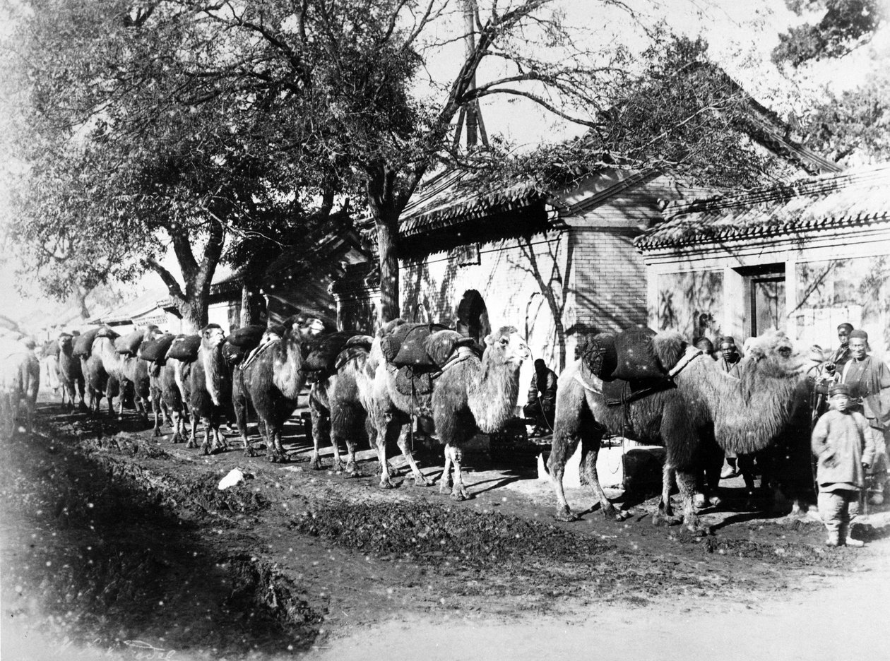 Kamelkaravan i utkanten av Peking, ca 1875 av English Photographer