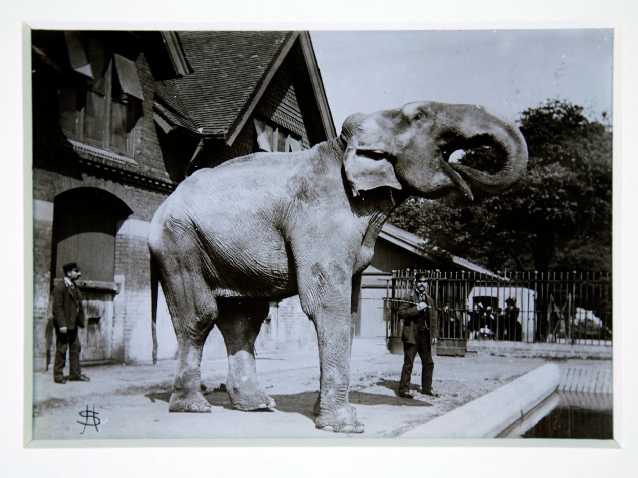Jumbo the Elephant på London Zoo, 1870-talet av English Photographer