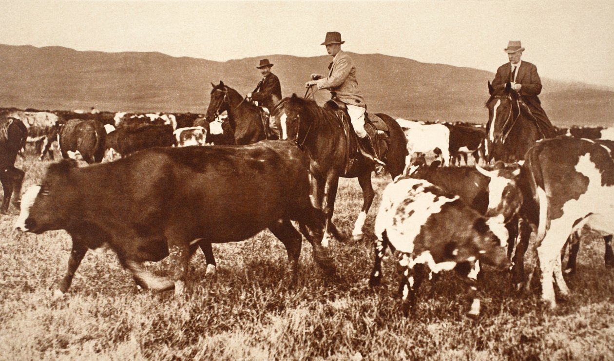 Kung Edward VIII samlade boskap i Alberta, Kanada, 1920-talet av English Photographer