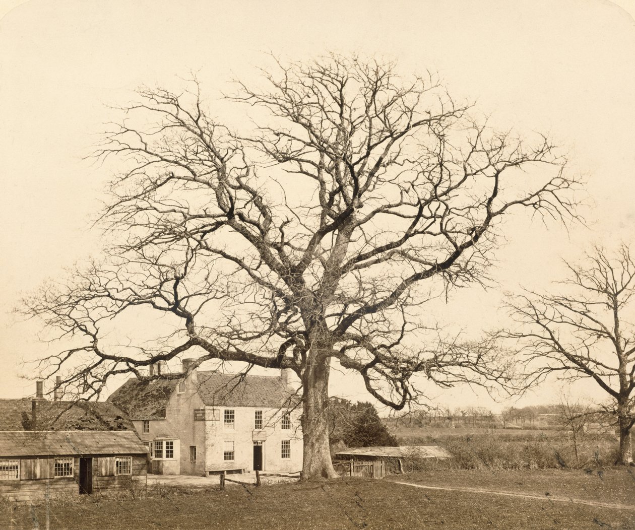 Ek (på vintern) Friars Oak, Clayton, Sussex, 1860, (albumintryck från vått kollosionsnegativ) av English Photographer