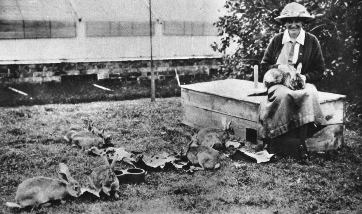 Pittoreska krigsverk: Cornelia Lady Wimbornes kanin, från The Illustrated War News, 5 juli 1916 av English Photographer