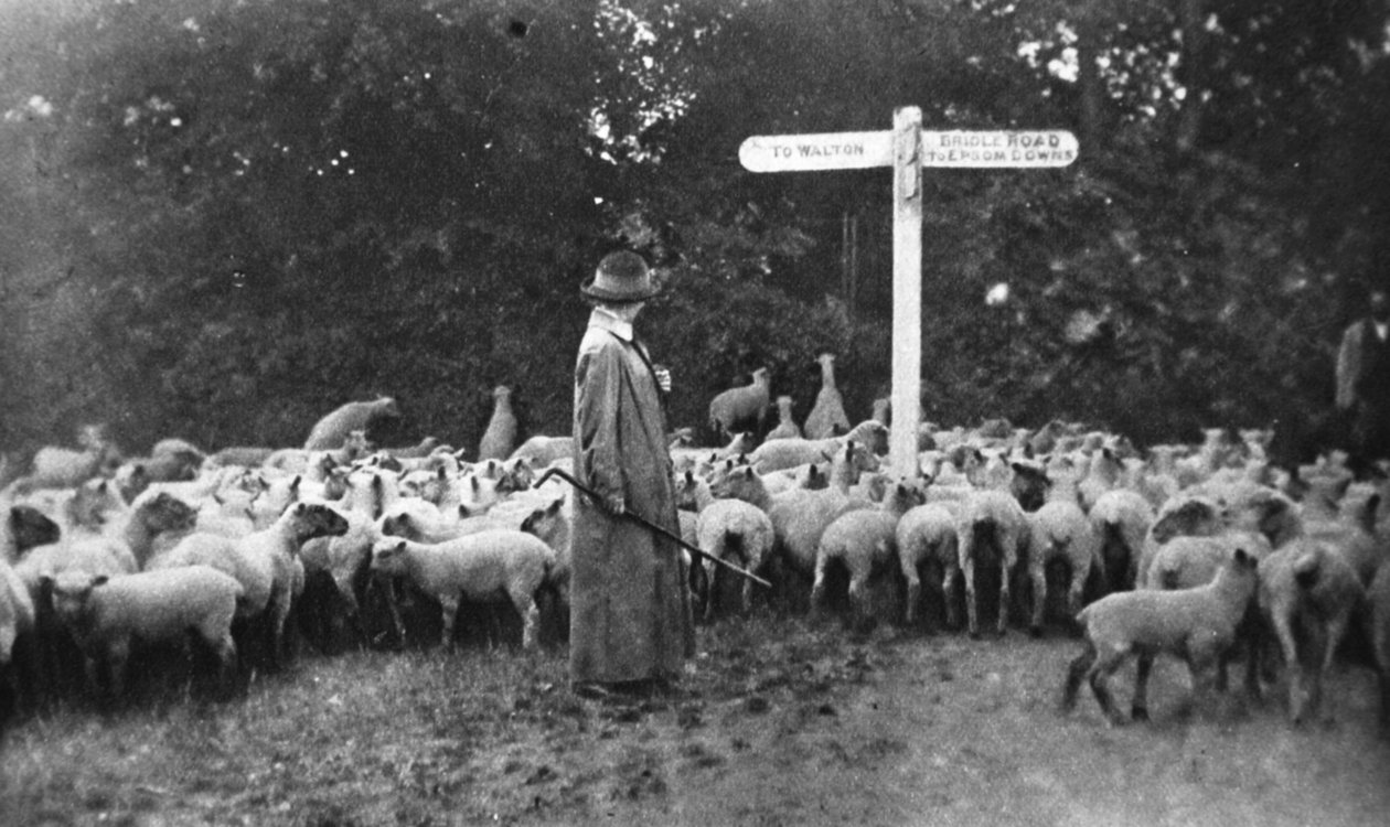Pittoresk krigsarbete: damherden, från The Illustrated War News, 5 juli 1916 av English Photographer