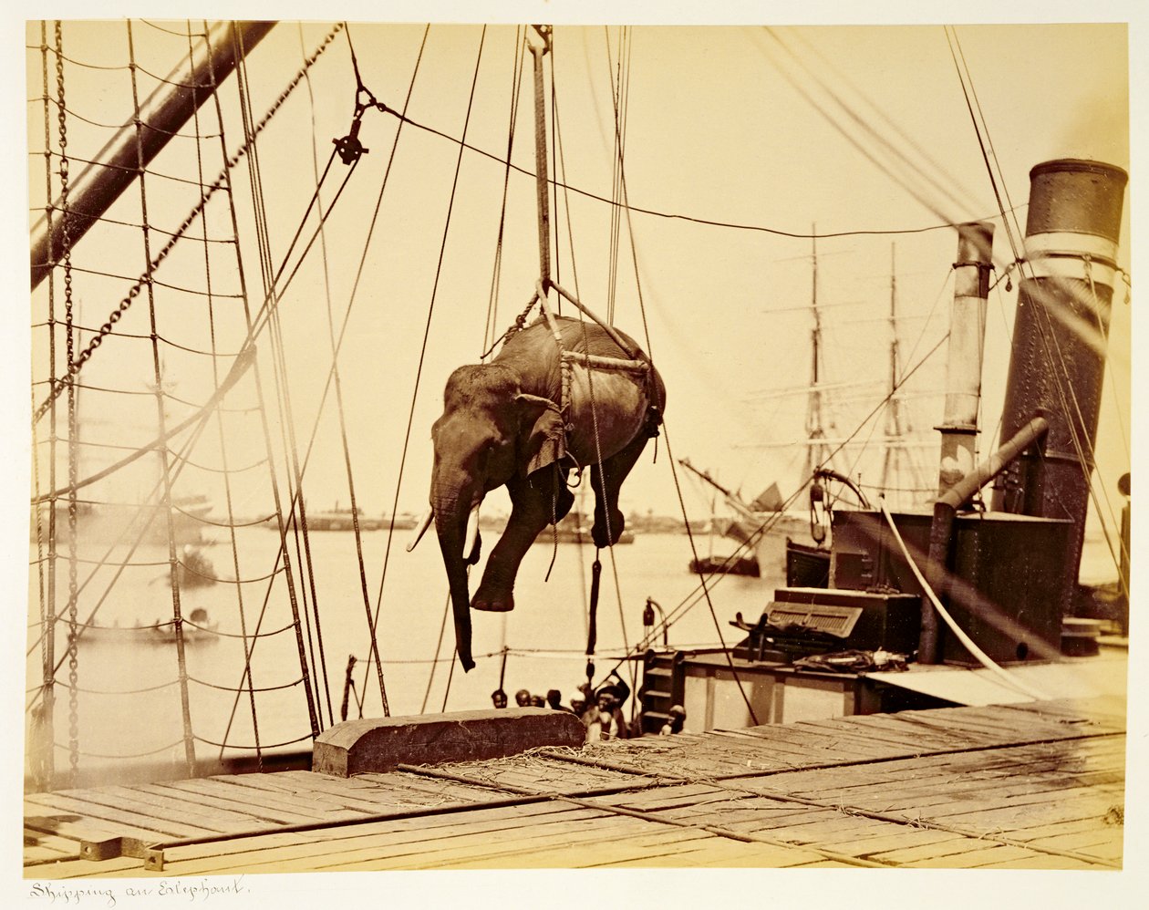 Skickar en burmesisk elefant av English Photographer