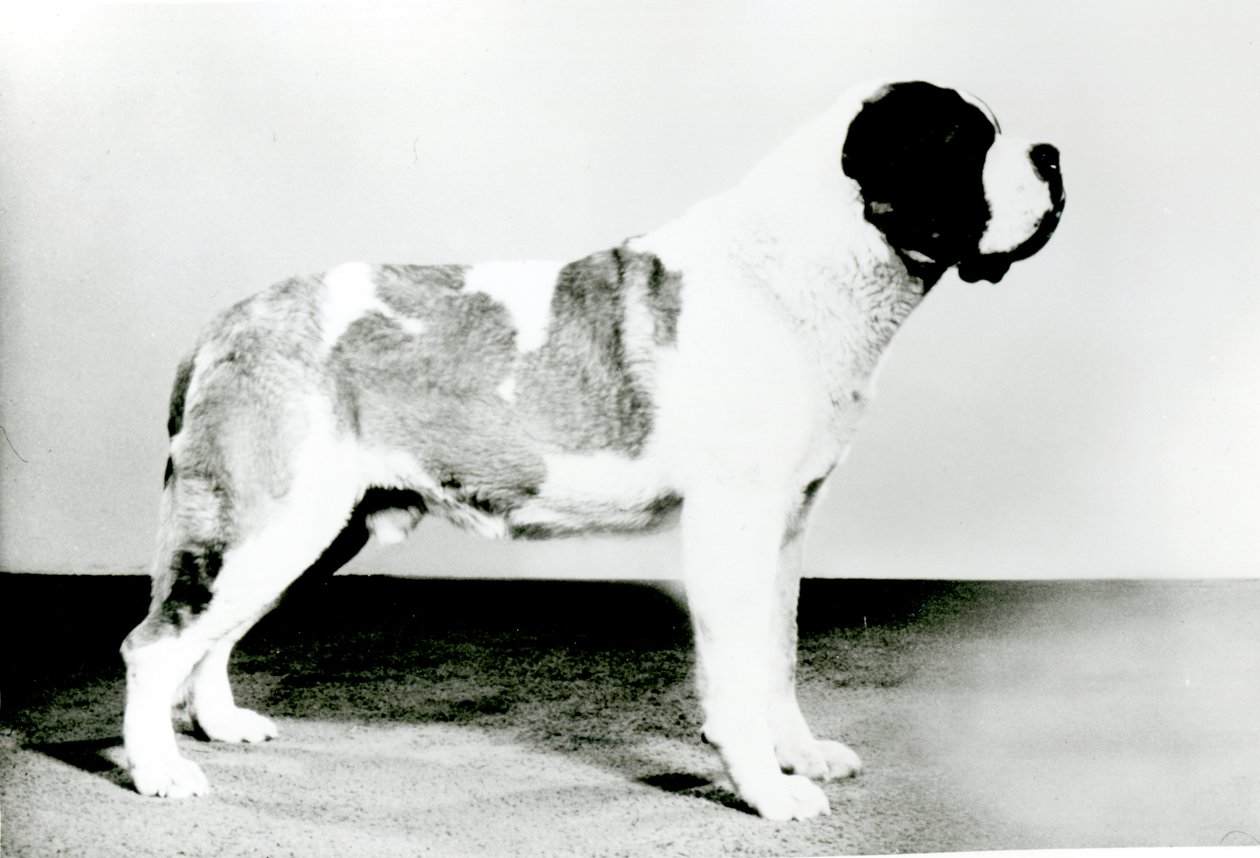 St Bernard Dog av English Photographer