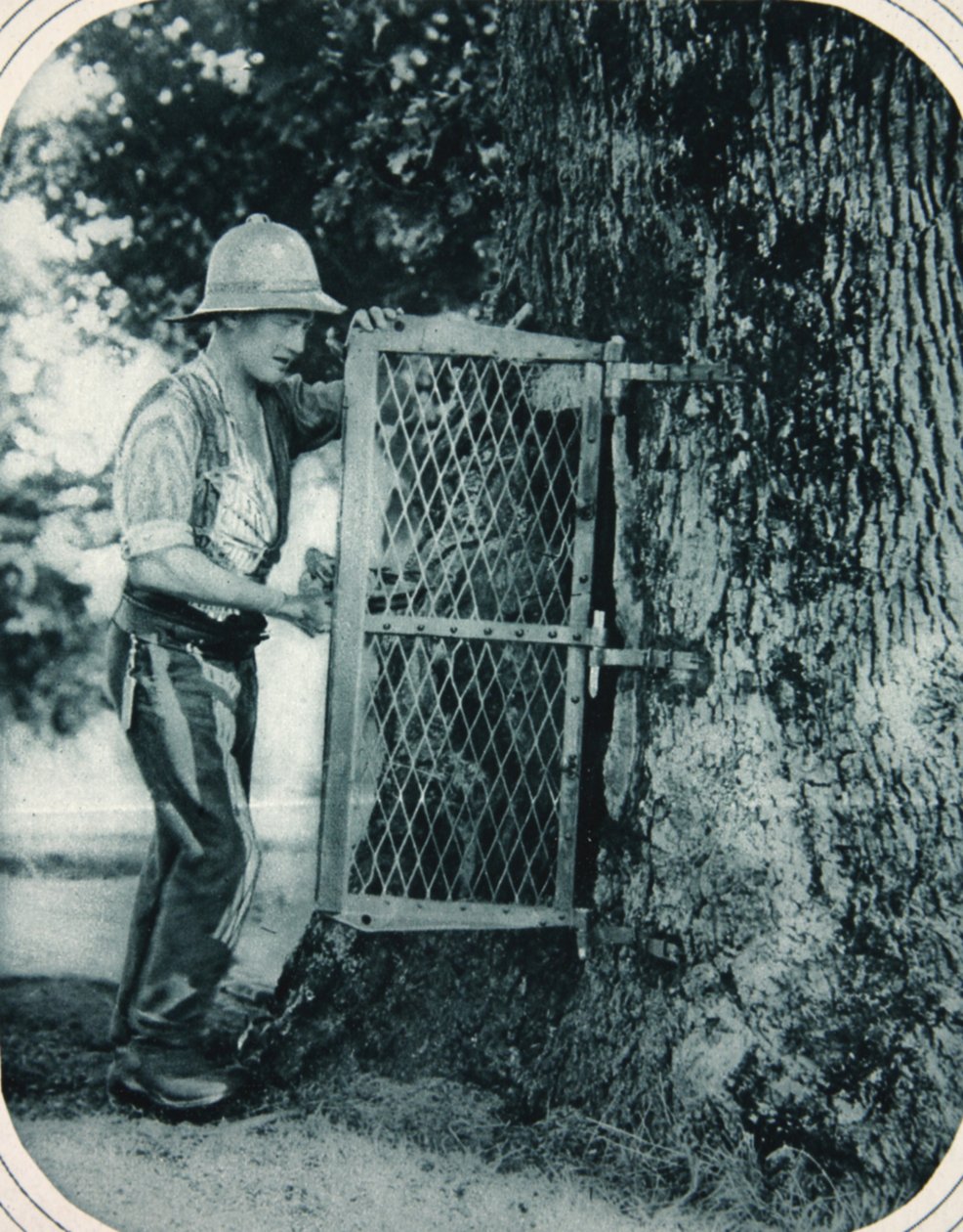 Tommys uppfinningsrikedom: ett ihåligt träd som ett köttskåp, illustration från The Illustrated War News, 27 september 1916 av English Photographer