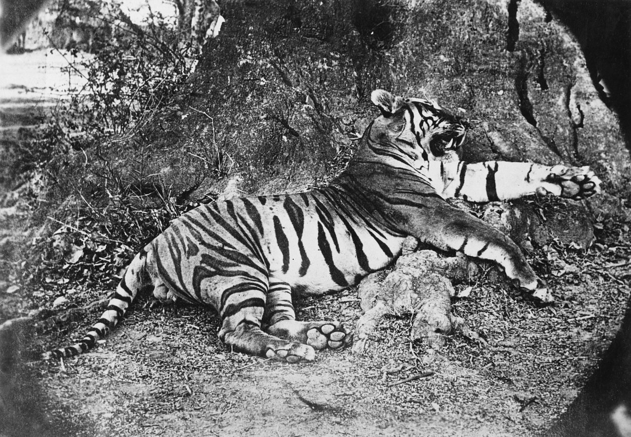 Tiger, ca 1870 av English Photographer