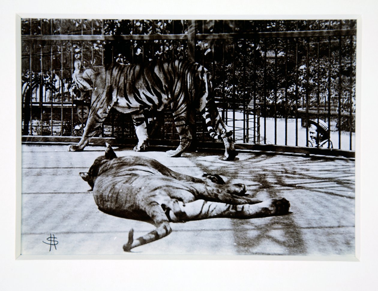 Tigers på London Zoo, 1870-talet av English Photographer