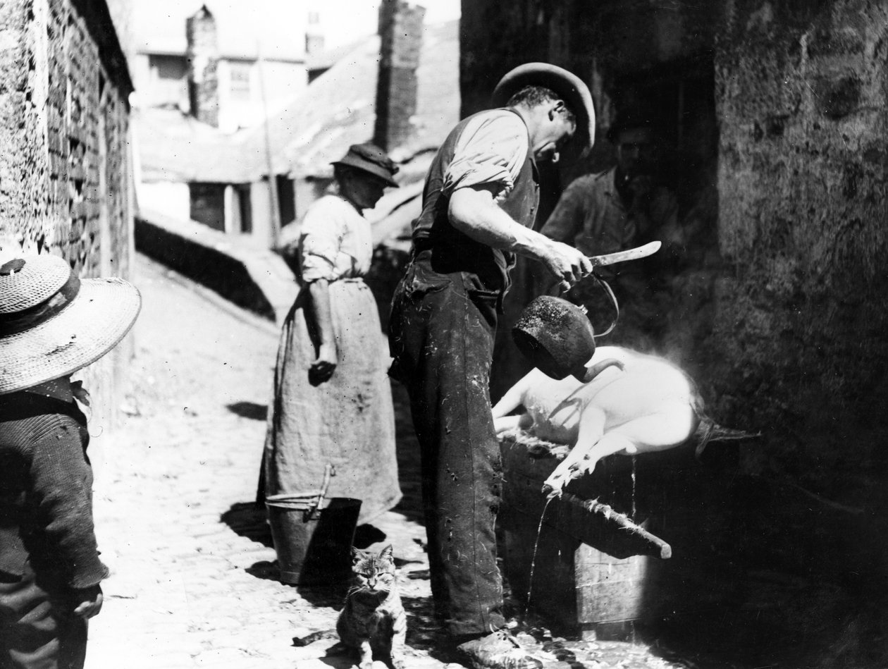 William Stevens skållar grisen nära Norway Lane, St Ives, c.1880-99 av English Photographer