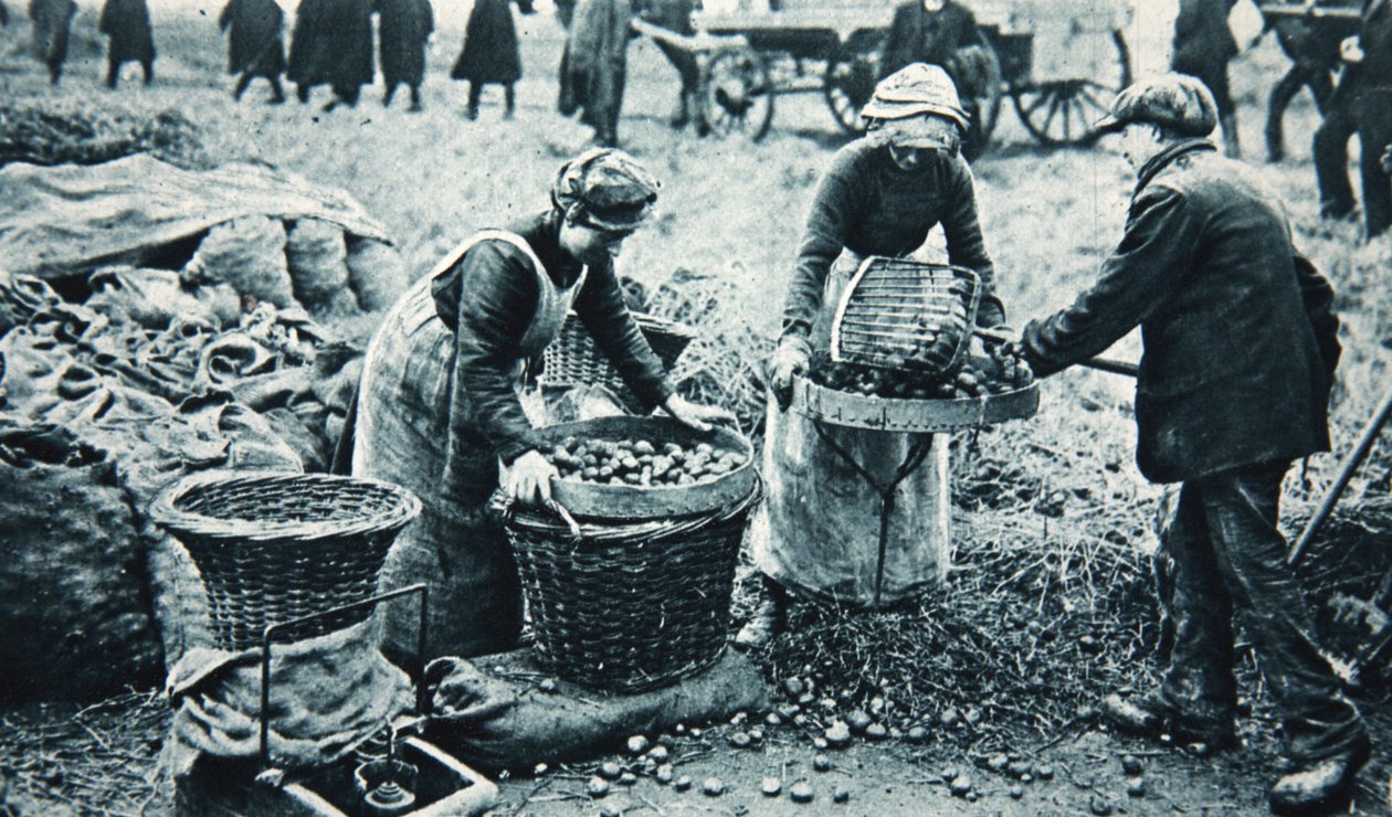 Kvinnliga krigsarbetare på landet, illustration från The Illustrated War News, 7 mars 1917 (sepiafoto) av English Photographer