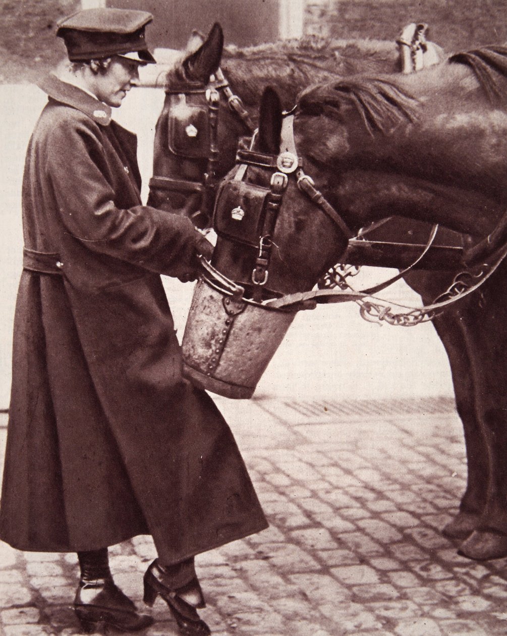 Arbete för kvinnor med kunskap om hästar, illustration från The Illustrated War News, 7 mars 1917 (sepiafoto) av English Photographer
