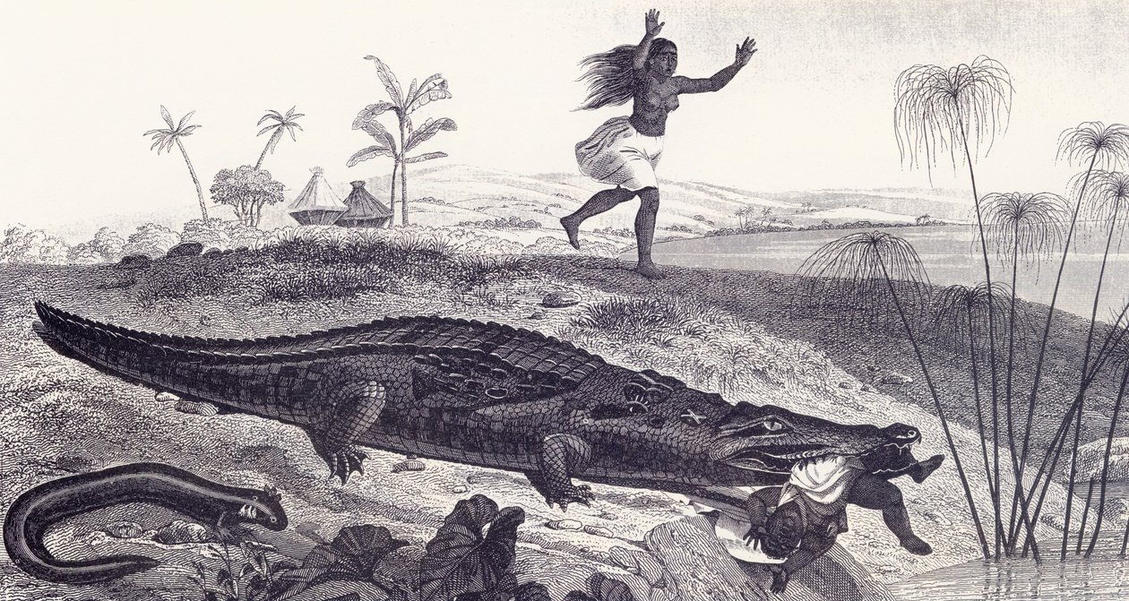 En krokodille snupper et barn fra et frø fra en afrikansk landsby av English School