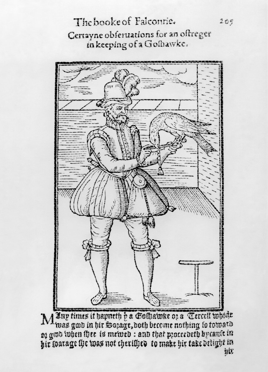 En falkoner med sin hök, illustration från "The Book of Falconry". av English School