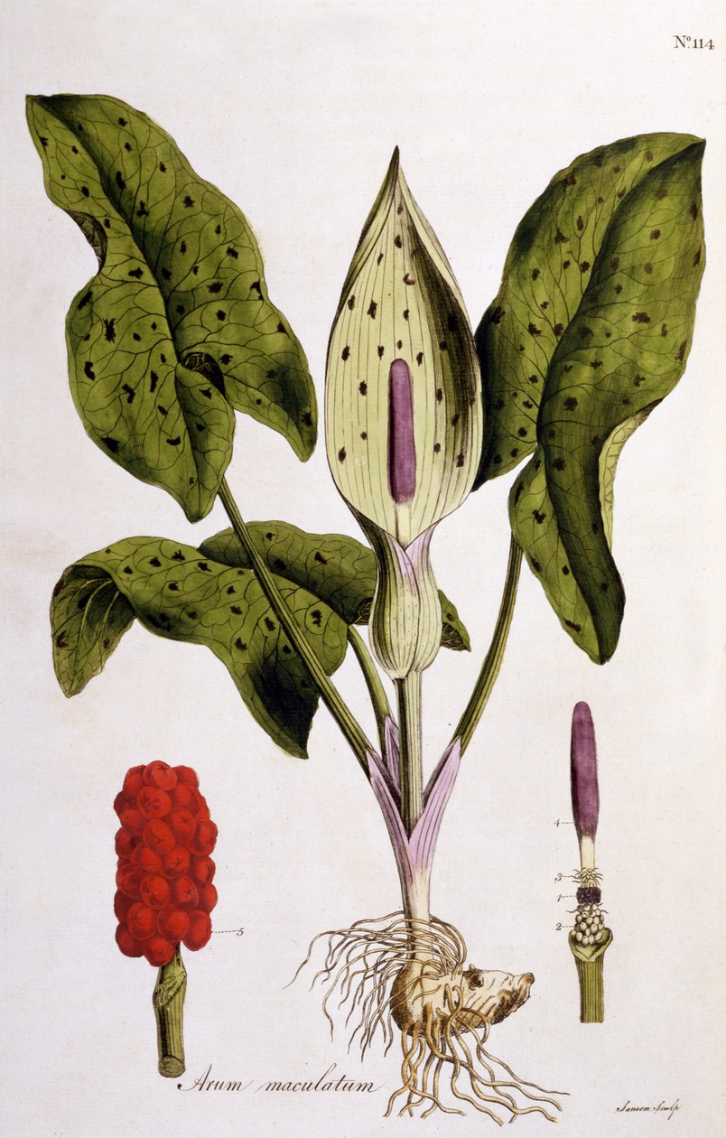 Arum Maculatum, tavla 114 från Flora Londiniensis av William Curtis, publicerad 1775 (handfärgad gravyr) av English School