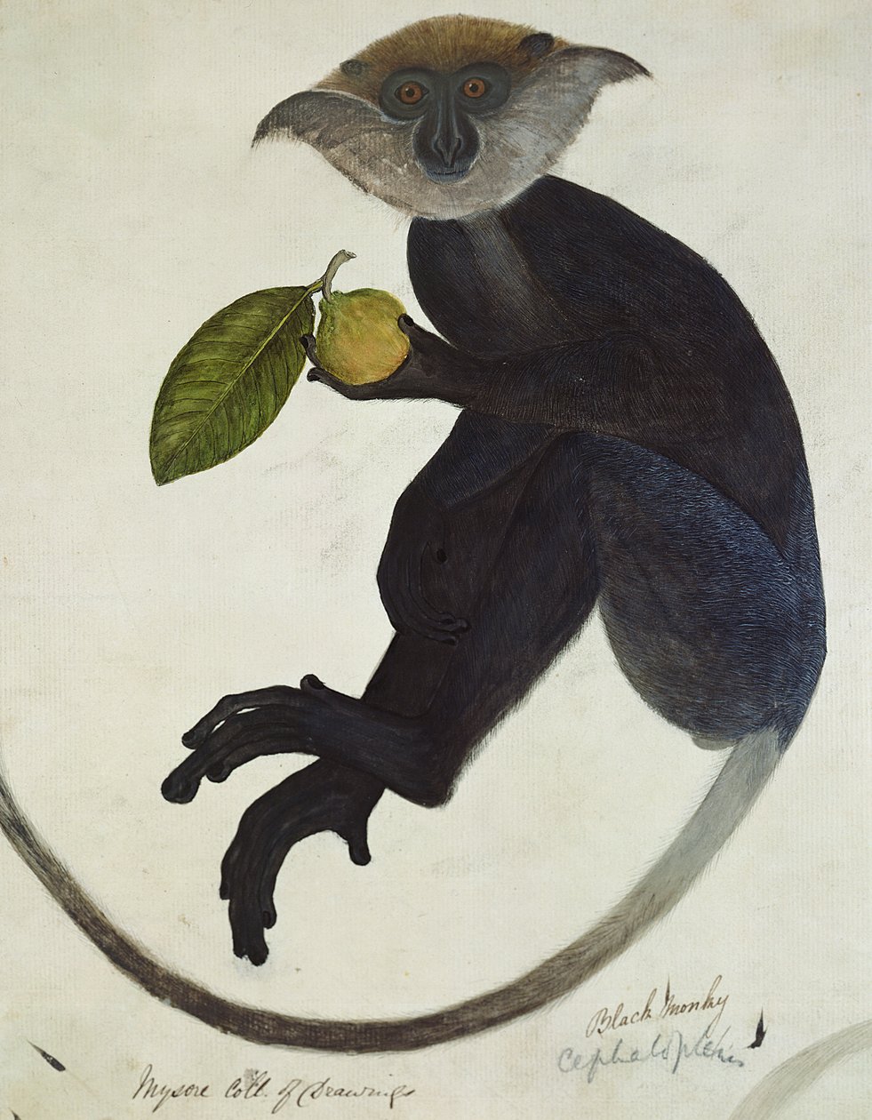 Black Monkey (penna och bläck och wc på papper) av English School