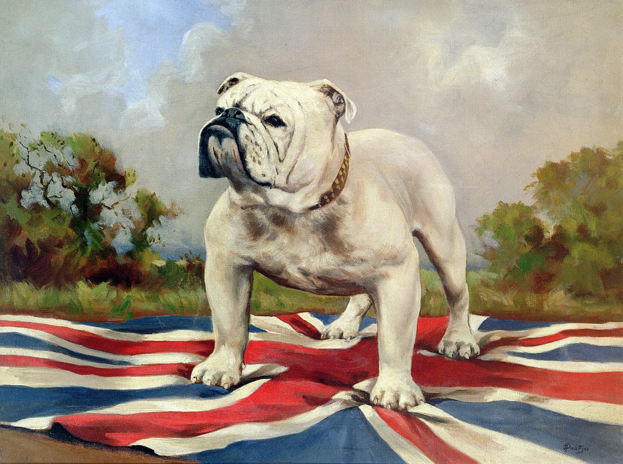 Brittisk bulldogg av English School