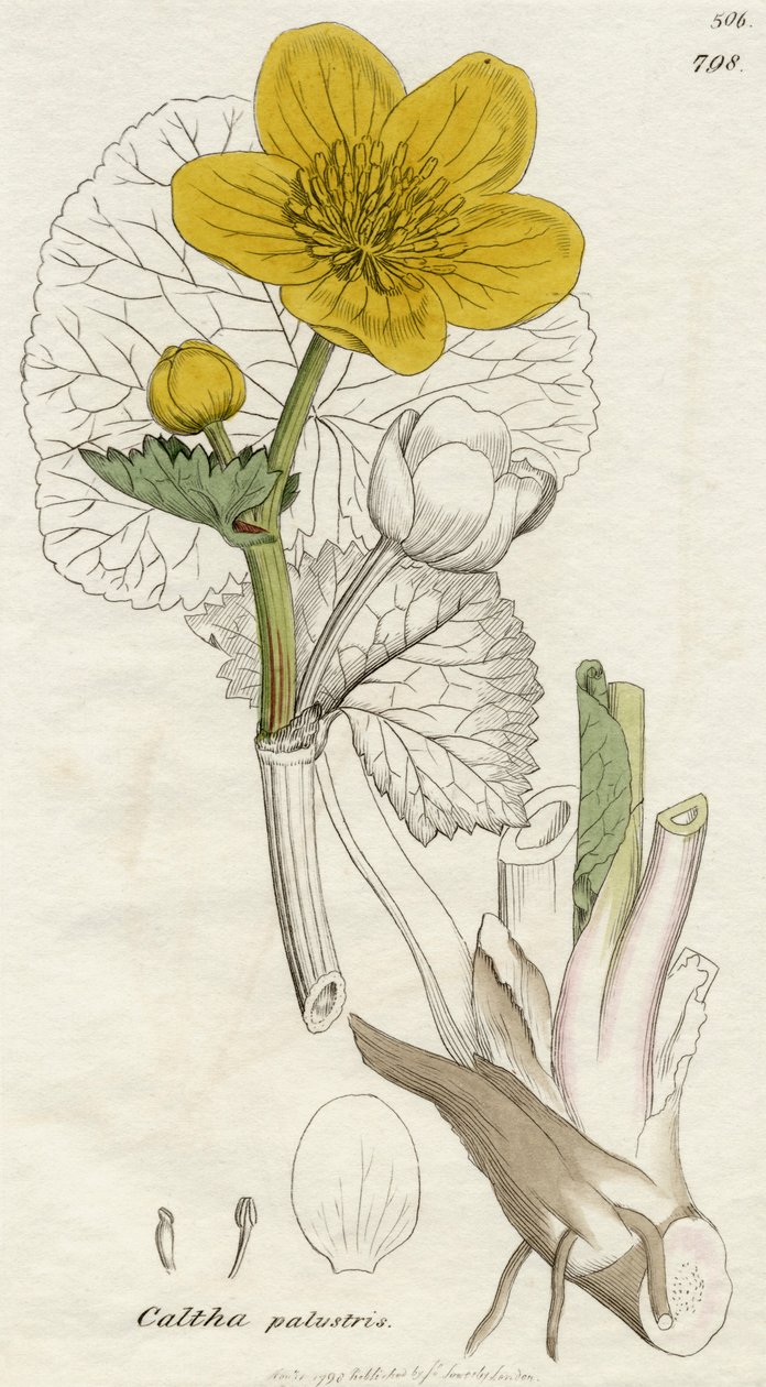 Caltha Palustris (Marsh Marigold) publicerade London 1798 av English School