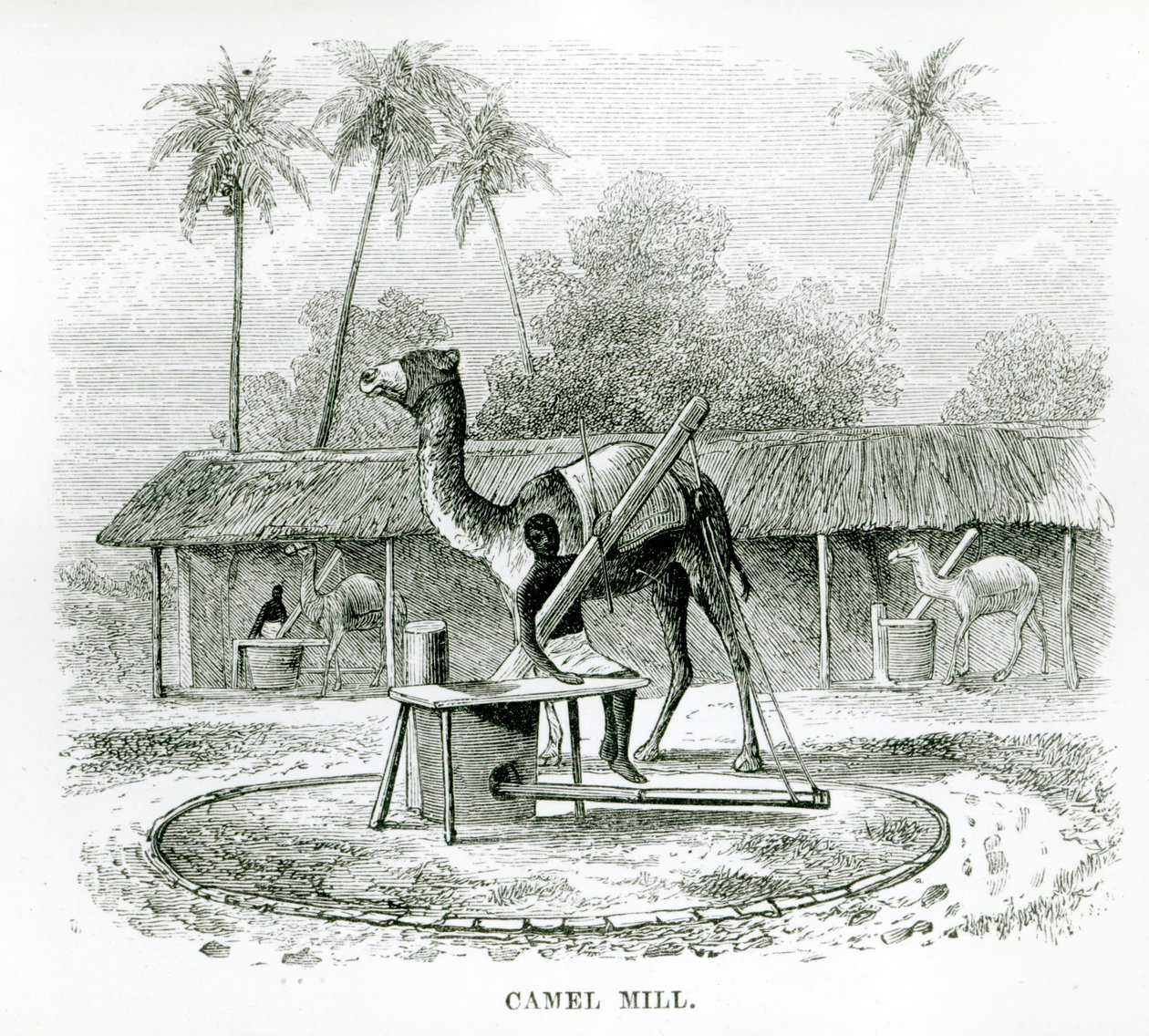 Camel Mill, från "Resor i Afrika" av J.F Elton, 1879 av English School