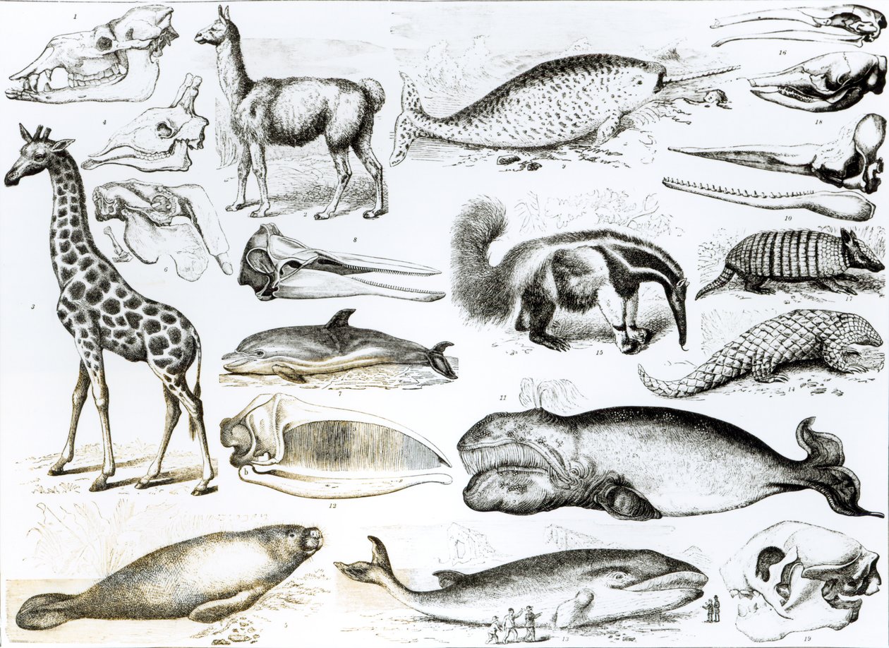 Cetacea Edentata swed av English School