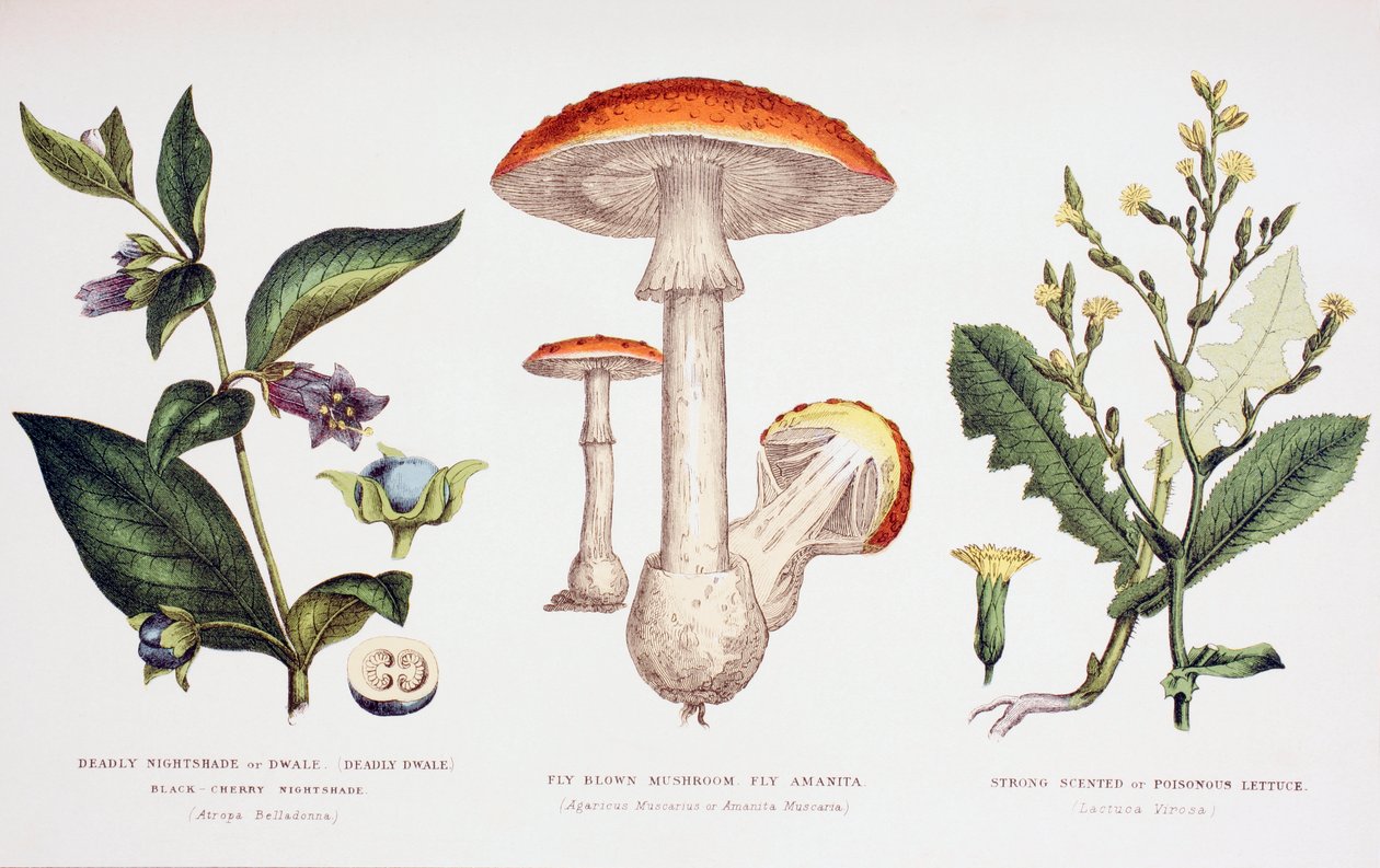 Vanliga giftiga växter, c.1890 av English School
