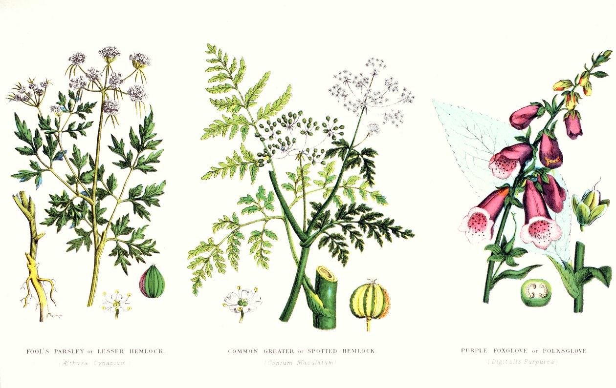 Vanliga giftiga växter, c.1890 av English School