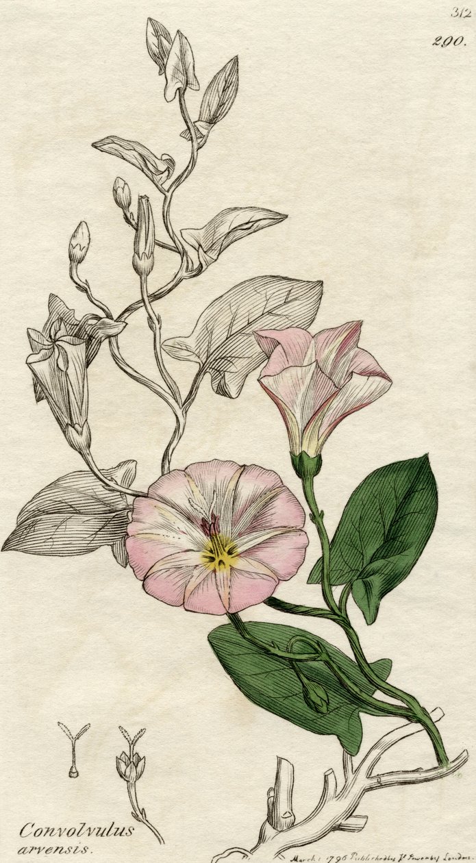 Convolvulus Arvensis, publicerad London 1796 av English School