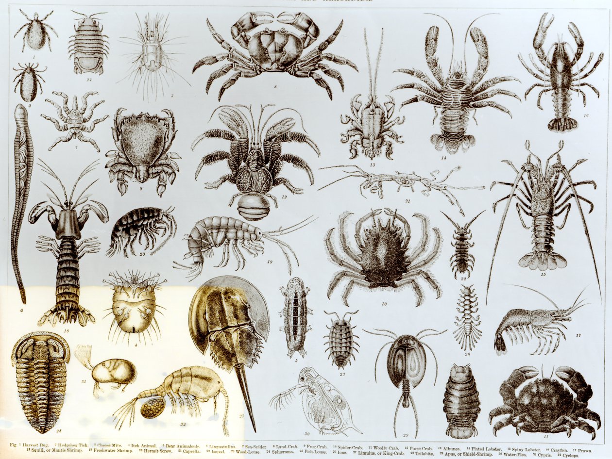 Crustacea och Arachnida av English School