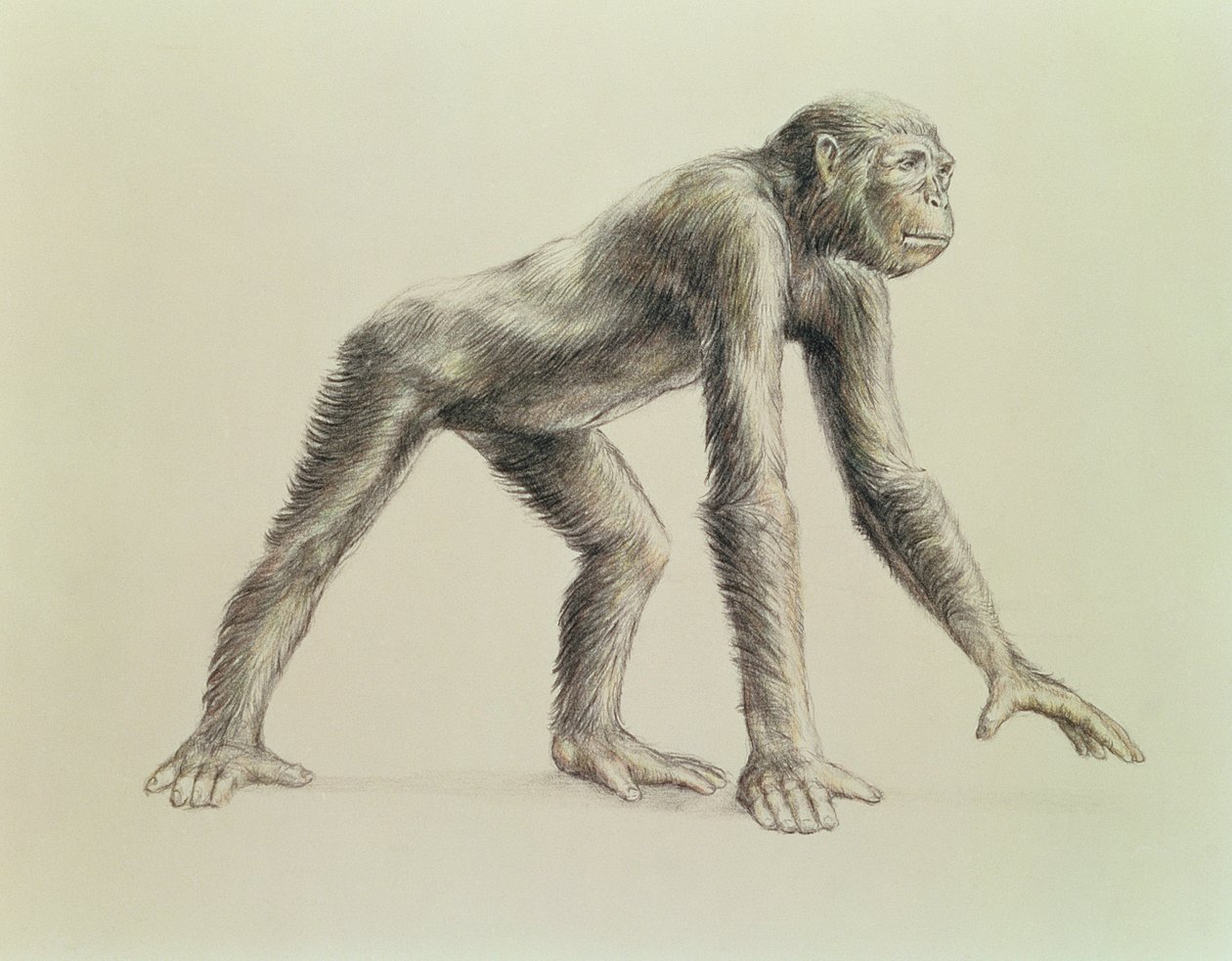 Dryopithecus Africanus av English School