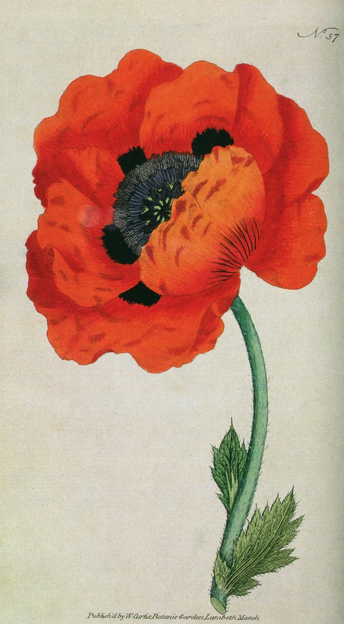 Eastern Poppy (Papaver orientale), tallrik 57 från William Curtis The Botanical Magazine (eller Flower Garden Displayed), pub. 1787 av English School