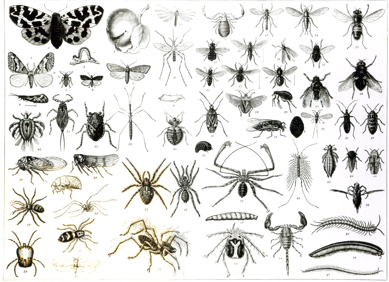 Entomologi, Myriapoda och Arachnida av English School