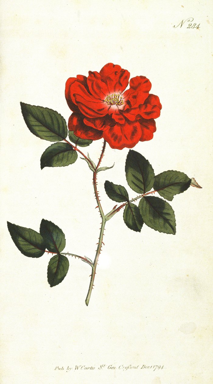 Ständigt blommande ros (Rosa Semperflorens), tallrik 284 från William Curtis The Botanical Magazine (eller Flower Garden Displayed), pub. 1794 av English School