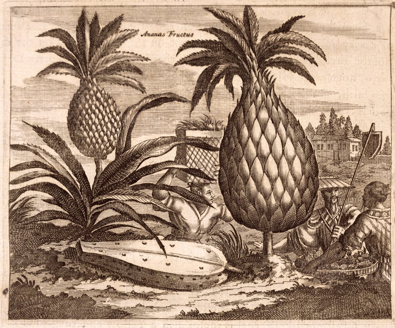 Farming Large Pineapples, illustration från en beskrivning av ambassader till Kina, 1690 av English School