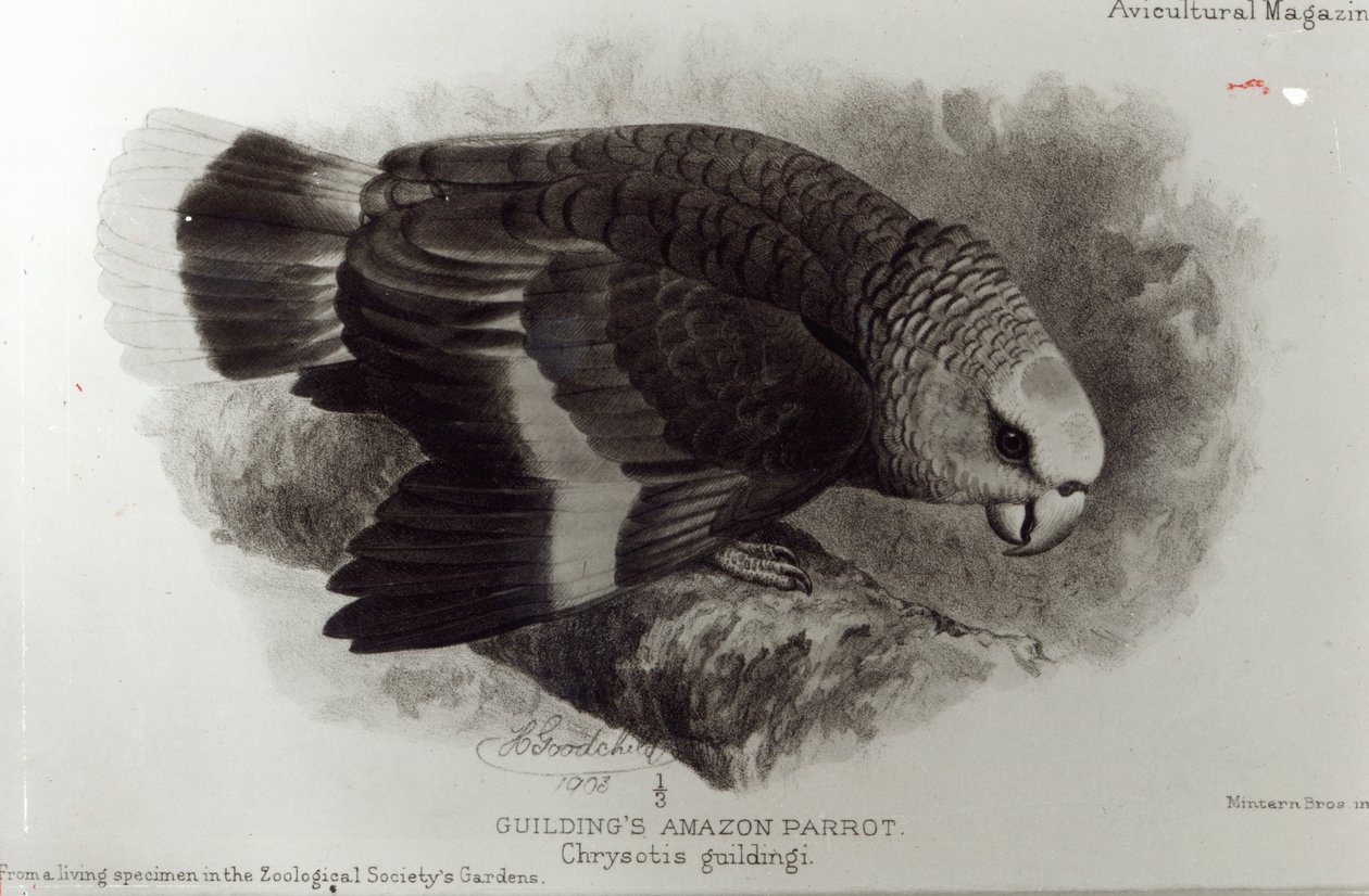 Guildings Amazon Papegoja, illustration från 