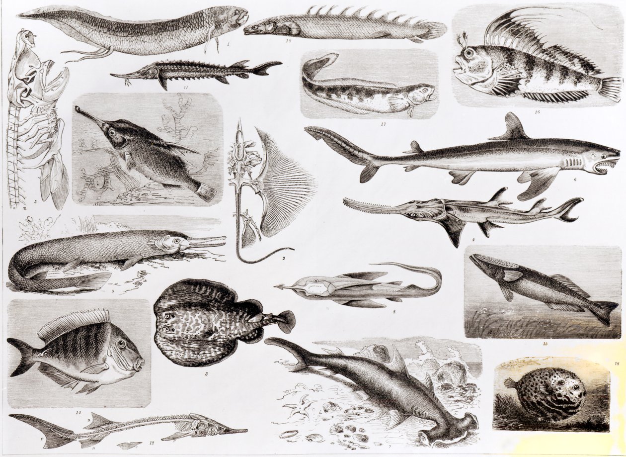 Iktyologi- Elasmobranch, Ganoid och Osseous fiskar av English School