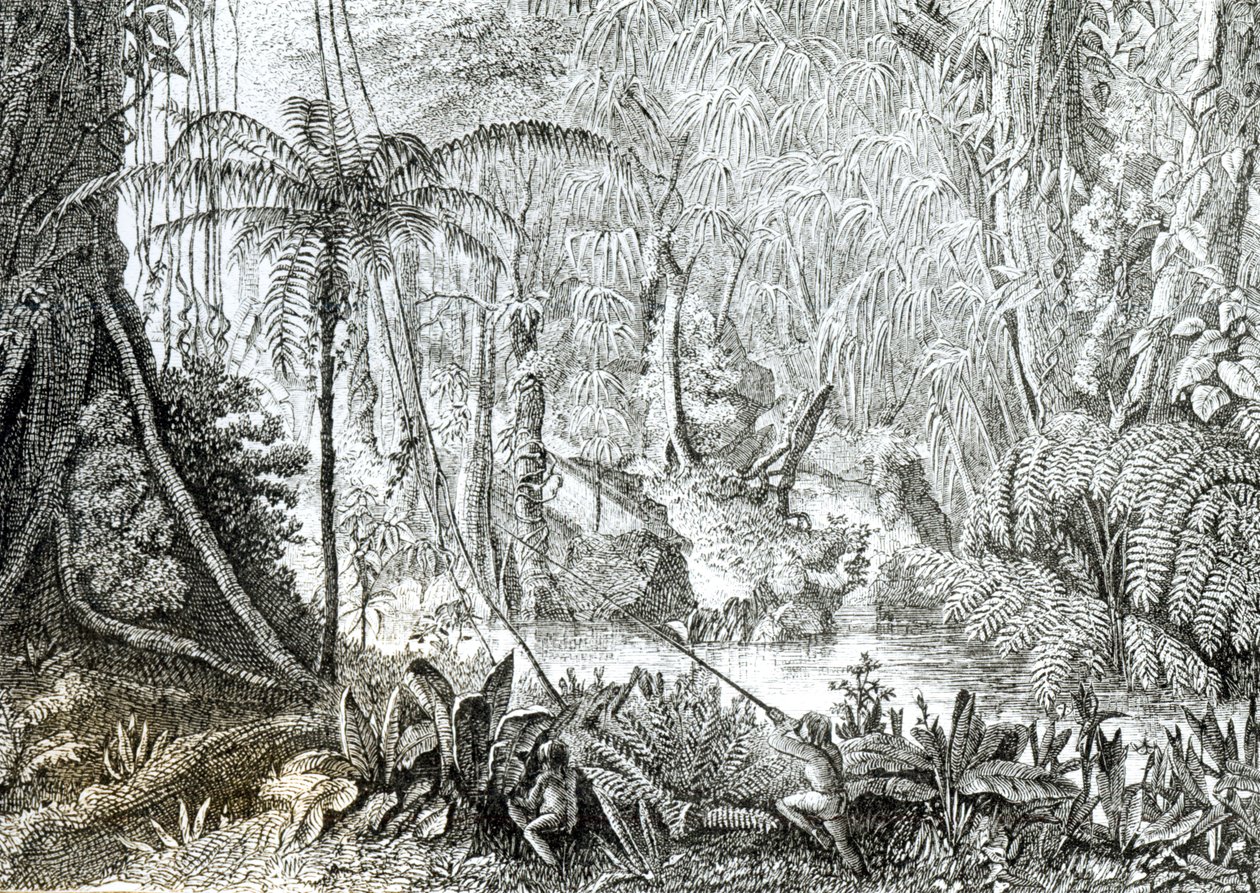 Interiör av en urskog i Amazonas av English School